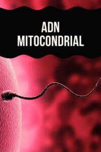 ADN Mitocondrial importancia y beneficios